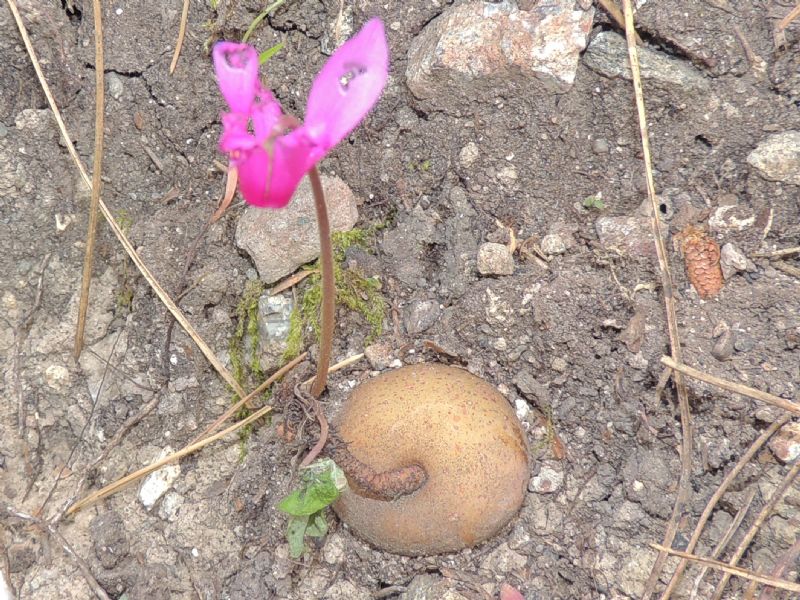 (Haute Corse) Cyclamen repandum in frutto