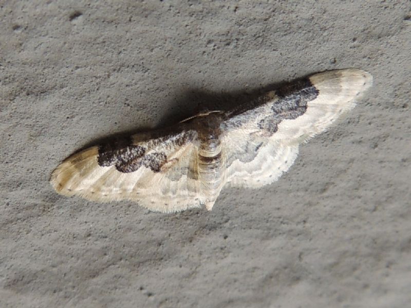 ID: Germania Saarburg - Idaea rusticata, Geometridae