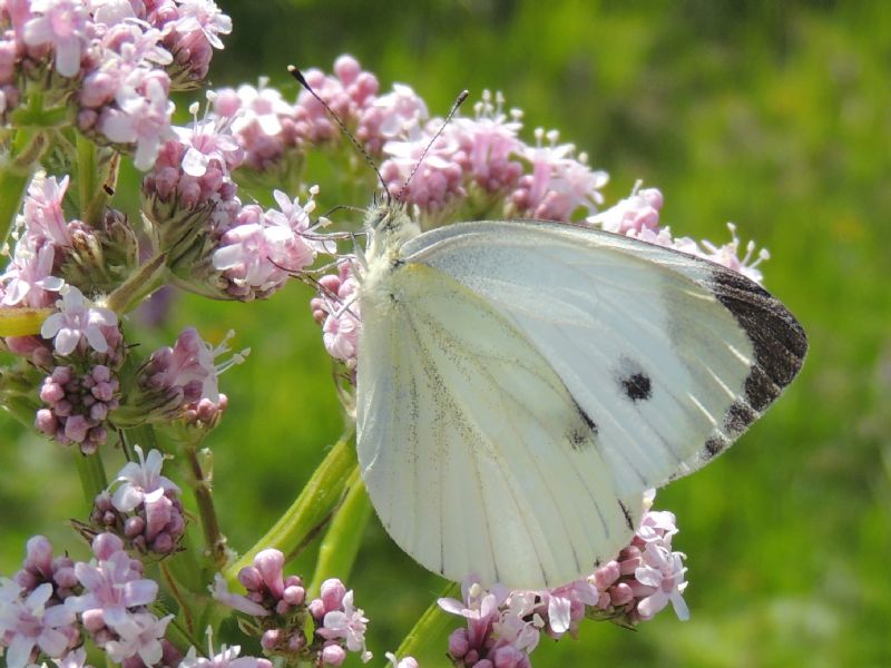 Pieris ergane? No,Pieris napi, Pieridae