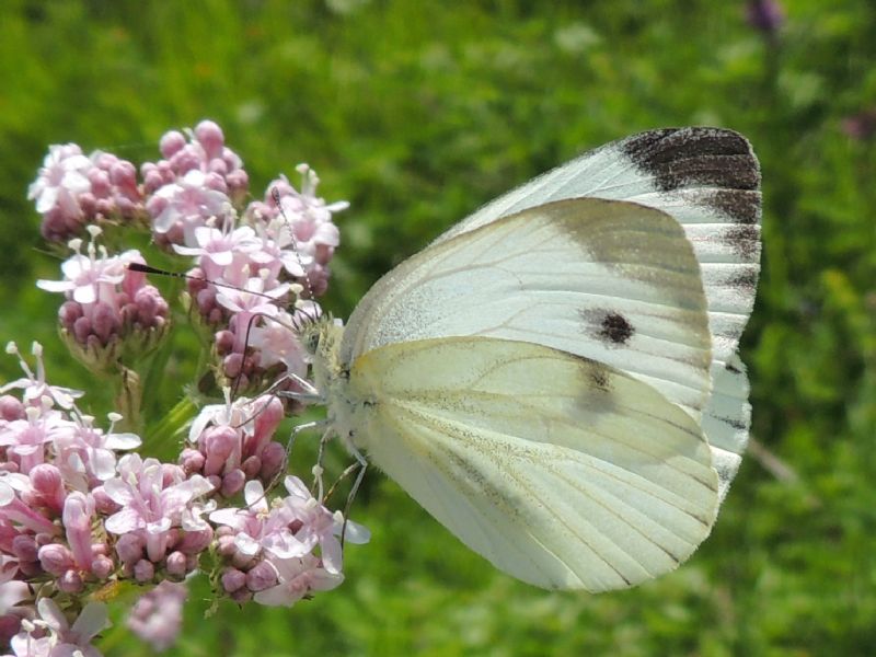 Pieris ergane? No,Pieris napi, Pieridae