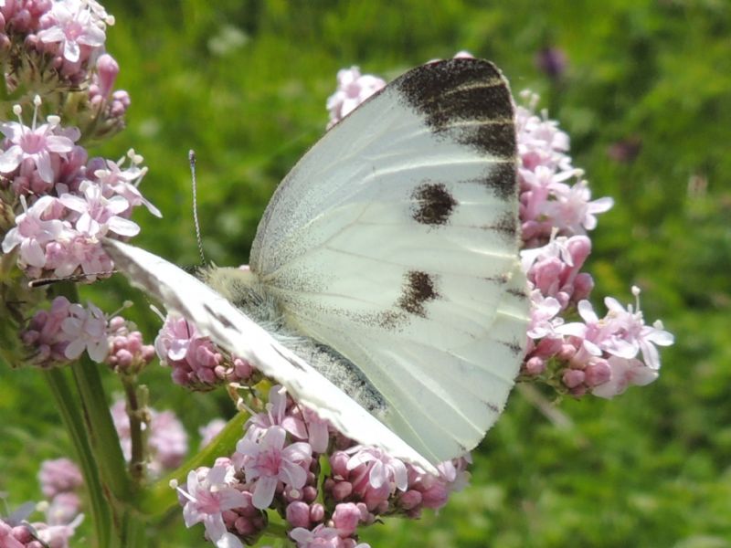 Pieris ergane? No,Pieris napi, Pieridae