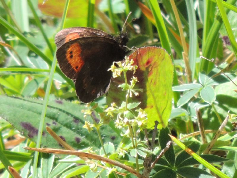 ID: Erebia - Erebia montana, Nymphalidae