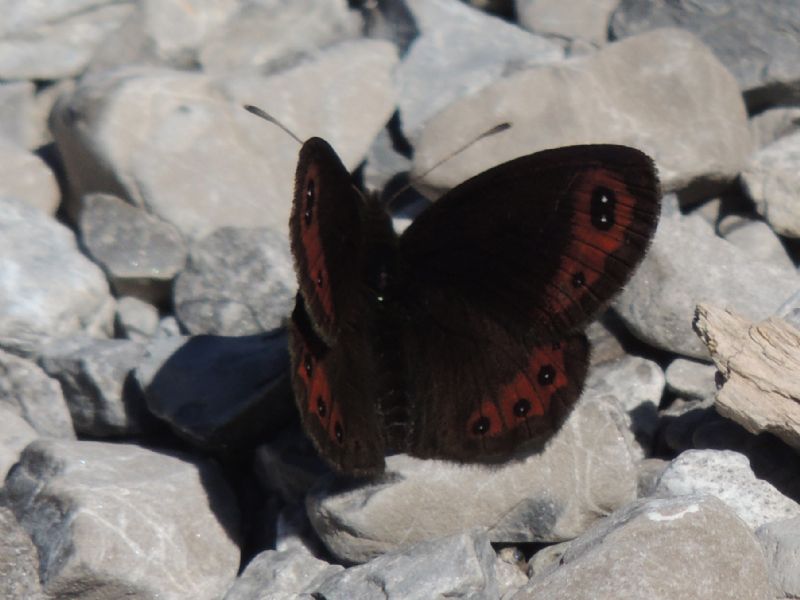 ID: Erebia - Erebia montana, Nymphalidae