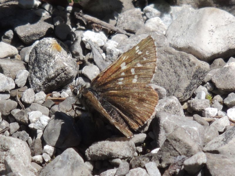 ID: Pyrgus ? Pyrgus andromedae, Hesperiidae