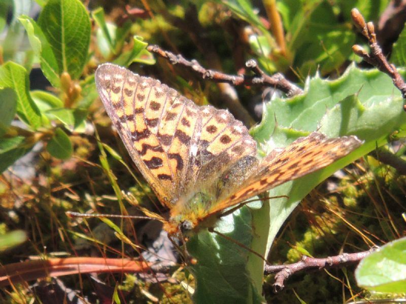 ID: Boloria - Boloria (Clossiana) euphrosyne, Nymphalidae