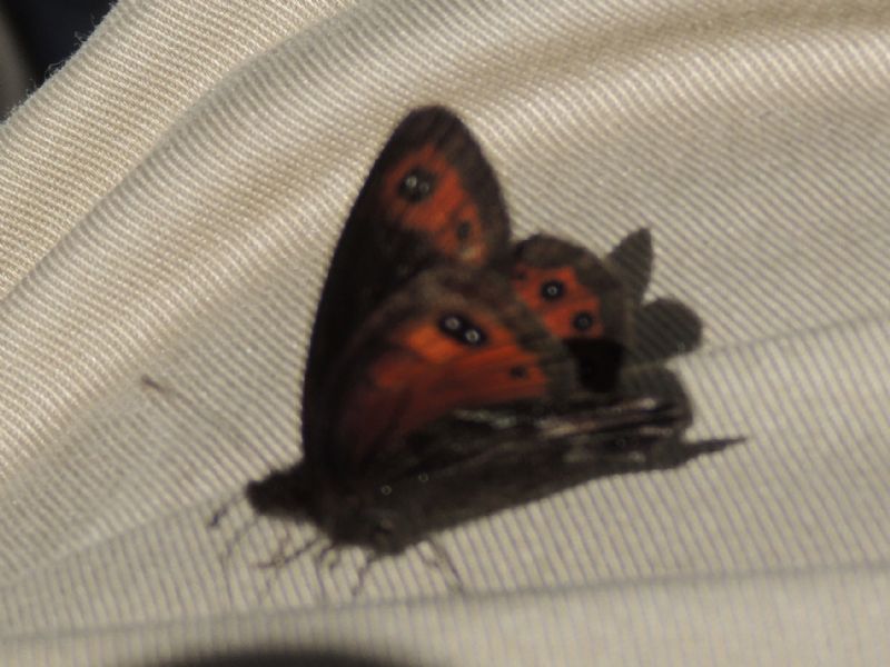 ID: Erebia - Erebia montana, Nymphalidae