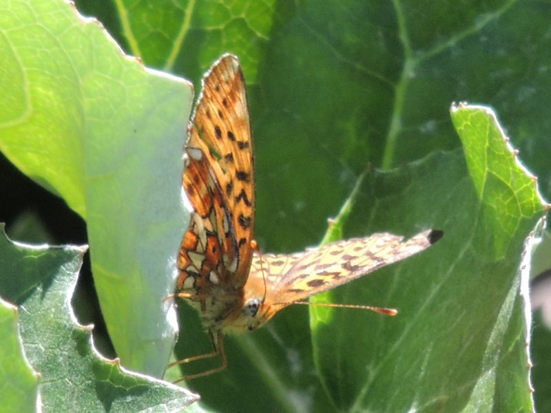 ID: Boloria - Boloria (Clossiana) euphrosyne, Nymphalidae