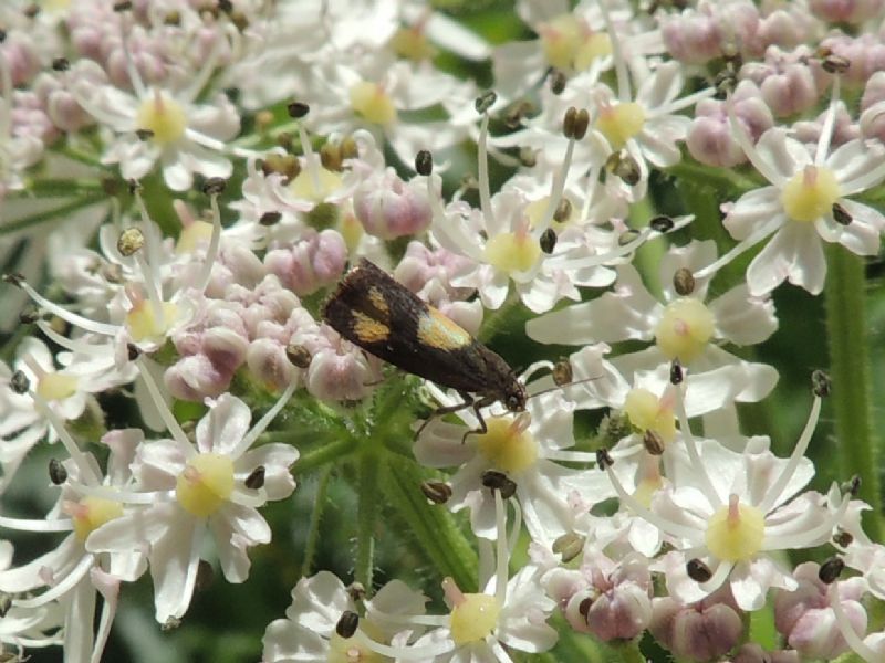 ID: Pammene aurana, Tortricidae