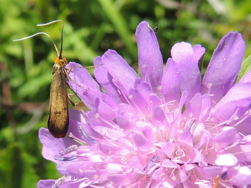 ID: Nemophora metallica nel vento