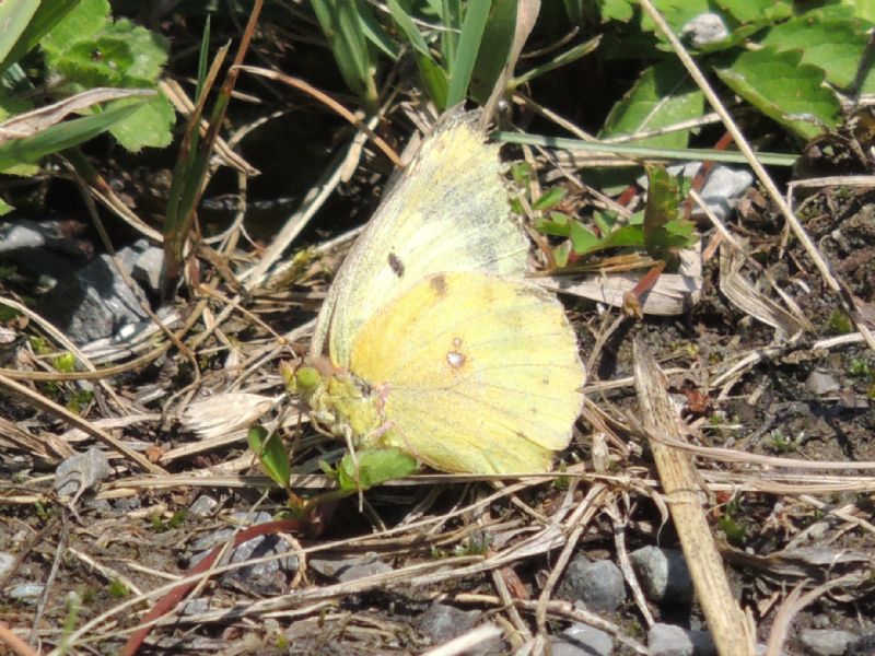 Colias hyale