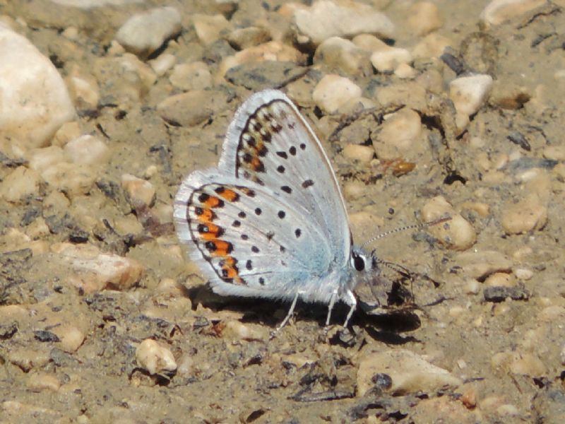 Plebejus - Plebejus argus, Lycaenidae