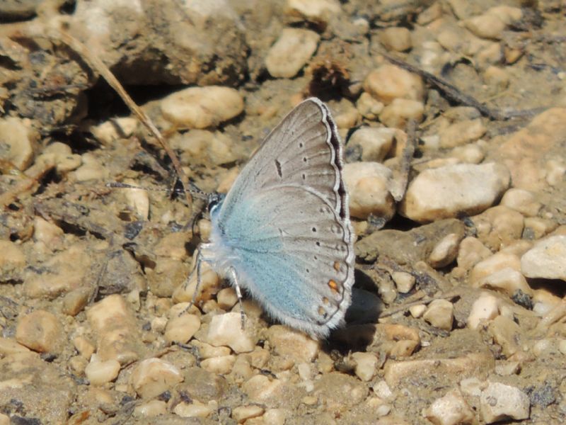 ID: Polyommatus amandus Schneider