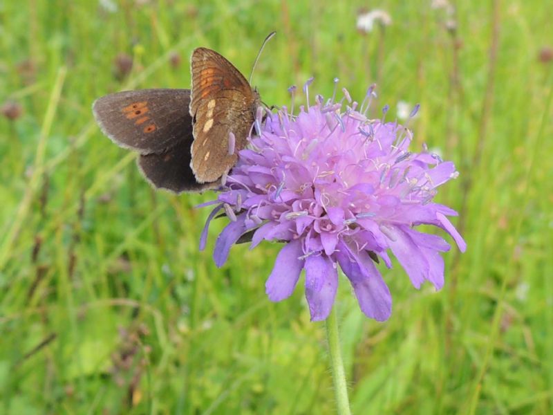 ID: Erebia - Erebia manto, Nymphalidae