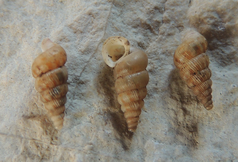 Cochlostoma septemspirale (Razoumowsky 1789)