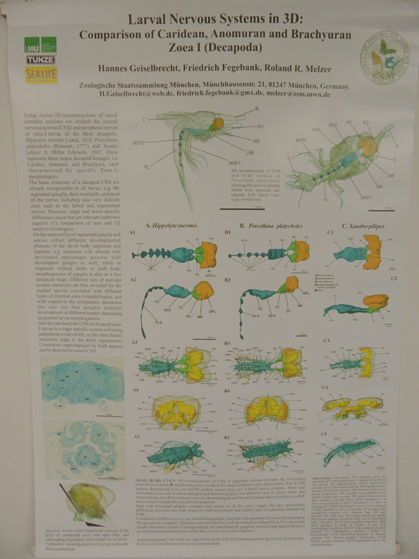 Porcellana platycheles