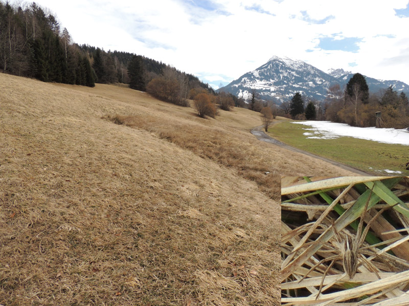 Pisaura mirabilis - Austria ovest