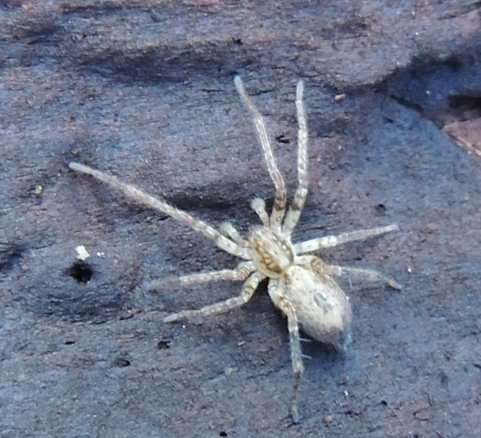 Anyphaena accentuata (Walckenaer 1802) - Baviera