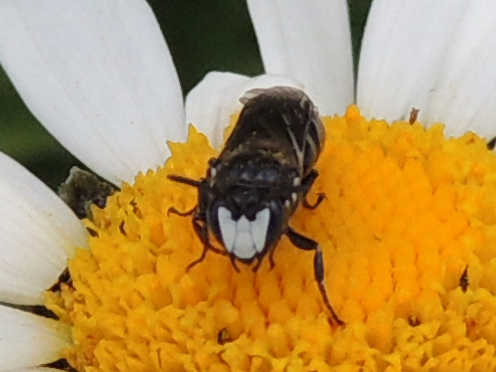 Hylaeus