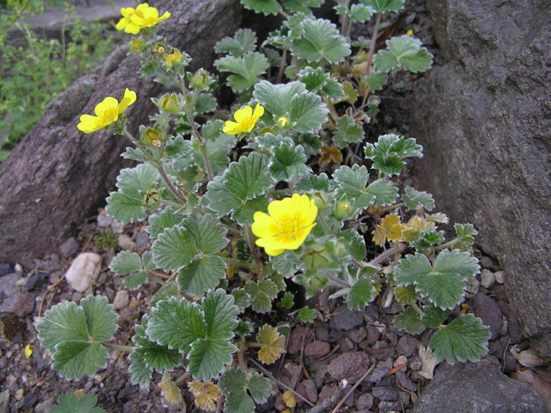 Potentilla nivalis