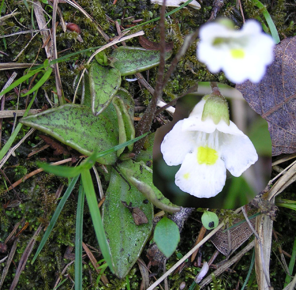 Pinguicula alpina