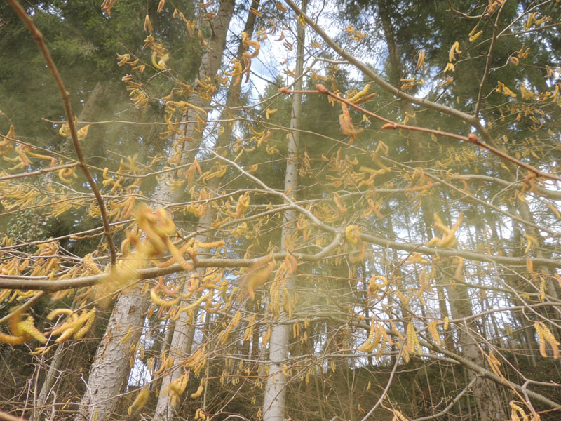 Una foglia ed un frutto - Corylus colurna