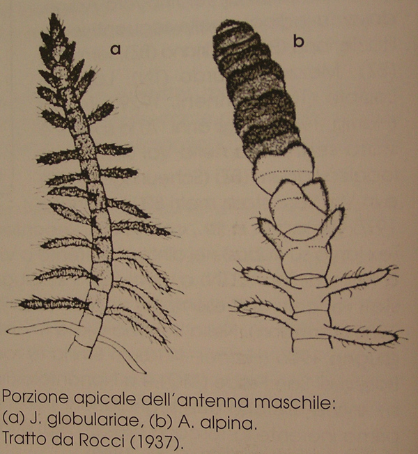 Id piccolo lepidottero 2