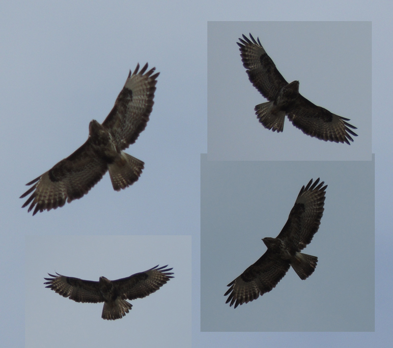 ID: Buteo buteo  (Linnaeus 1758) - Poiana