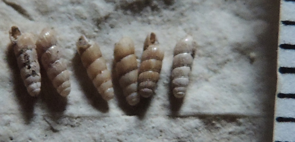 Acicula lineata (Draparnaud 1801)