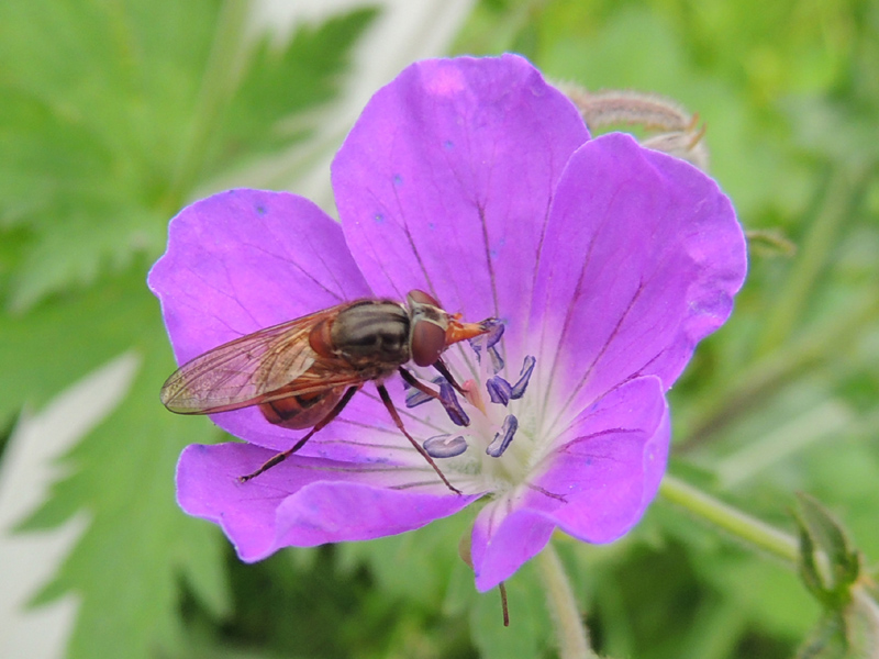 Rhingia campestris Meigen 1822, Syrphidae.