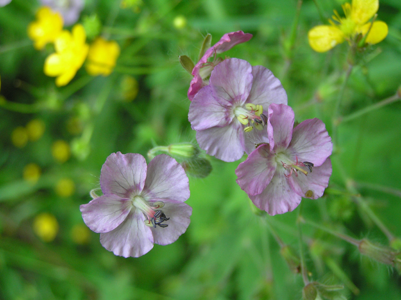 Geranium phaeum / Geranio stellato