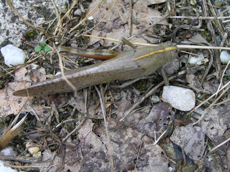 ID: Anacridium aegyptium  (Linnaeus 1764) da Bardolino