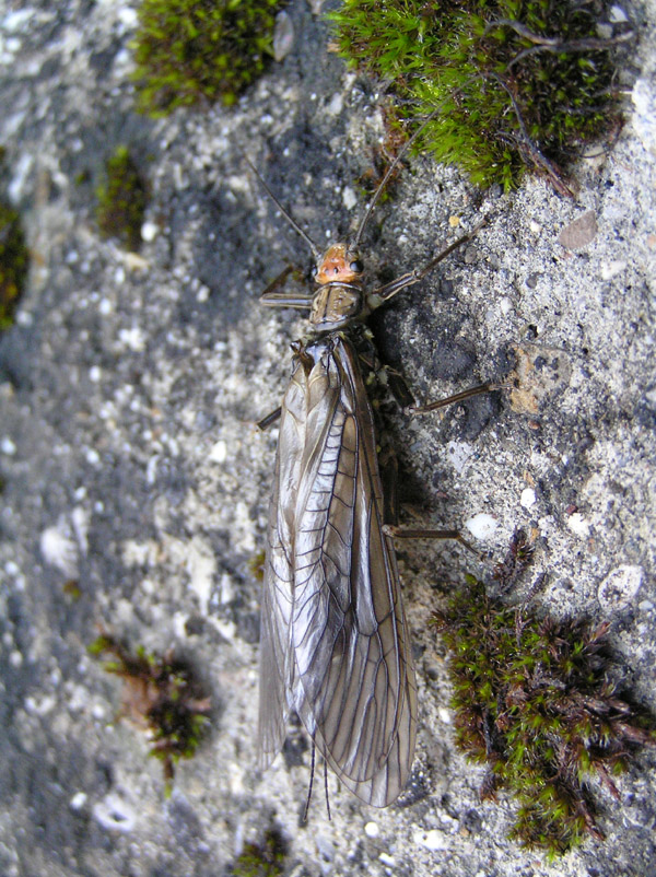 ID: Perla grandis Rambur 1842