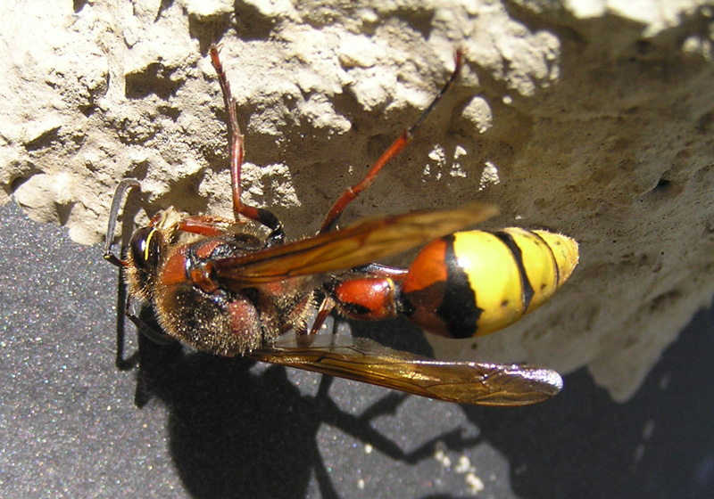 Delta unguiculatum (Villers 1798)