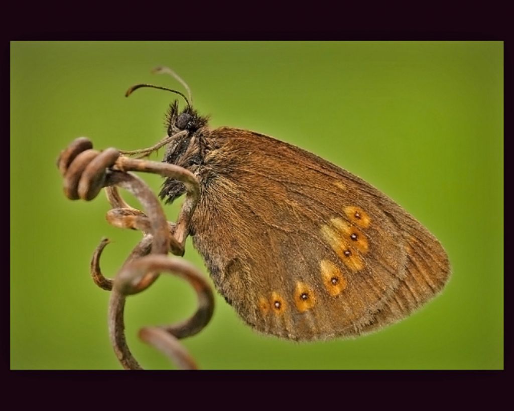 erebia........???? - Erebia alberganus