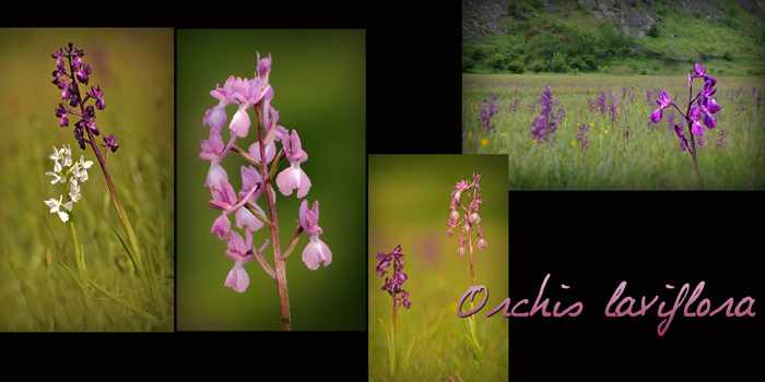 Anacamptis laxiflora