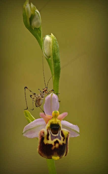 Ophrys holosericea subsp. tetraloniae