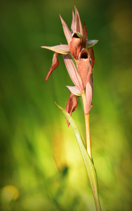 Serapias vomeracea