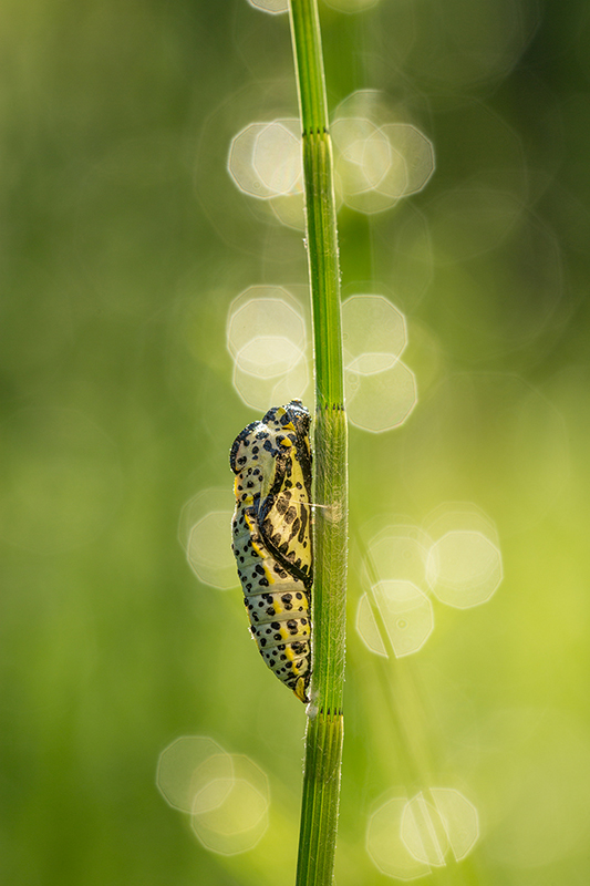 Identificazione pupa: Aporia crataegi - Pieridae