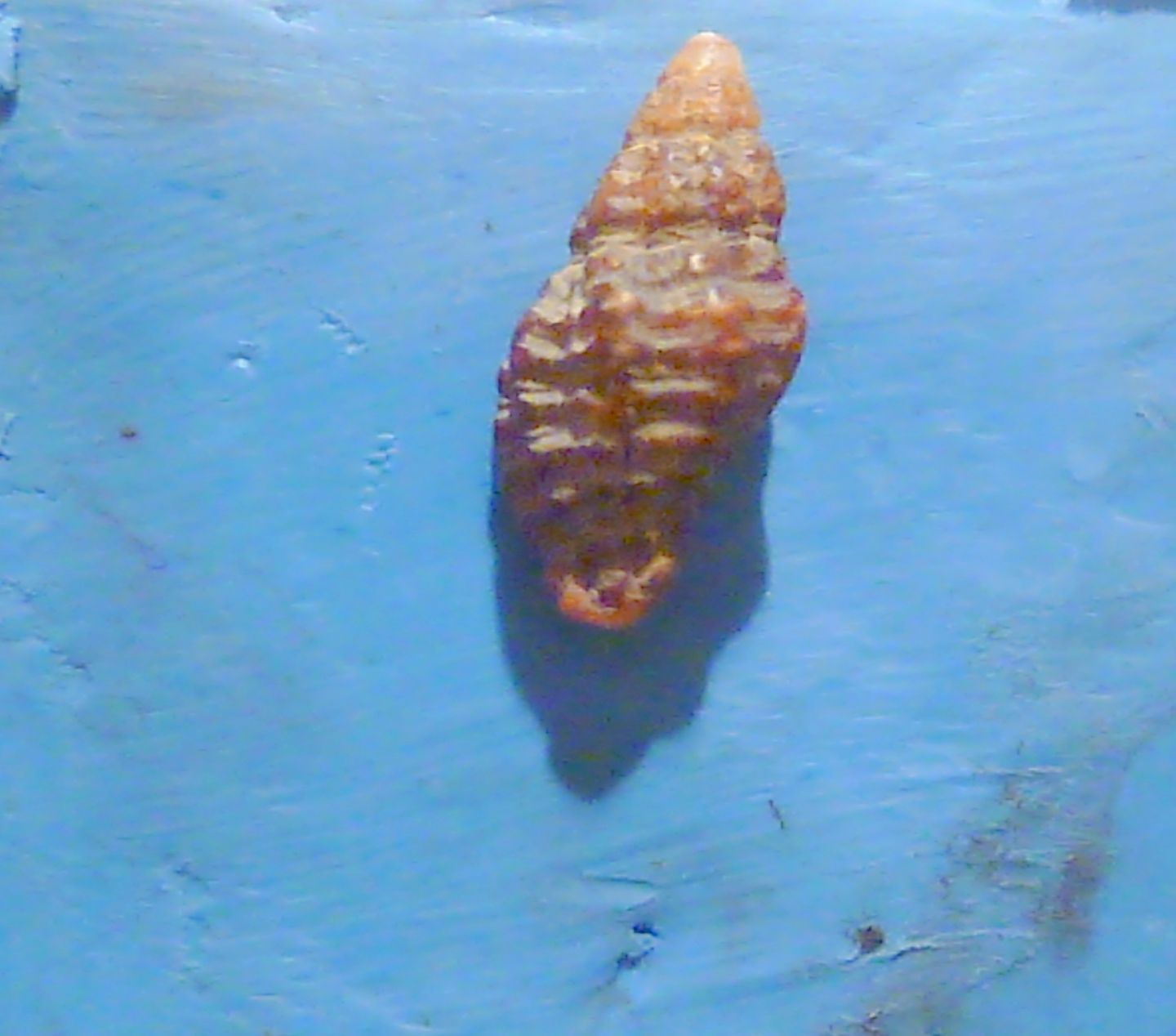 Muricopsis cristata?