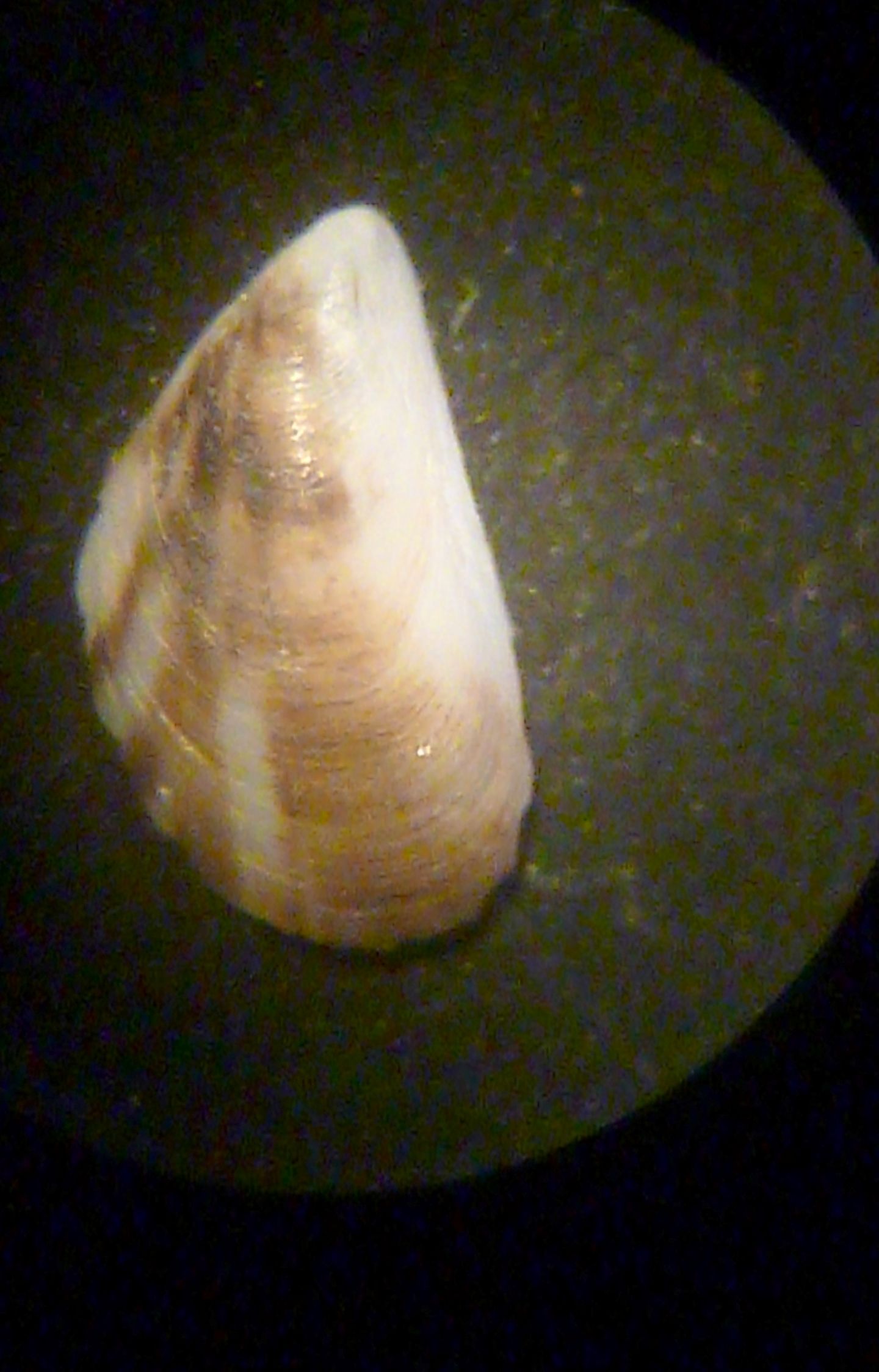 bivalve da identificare