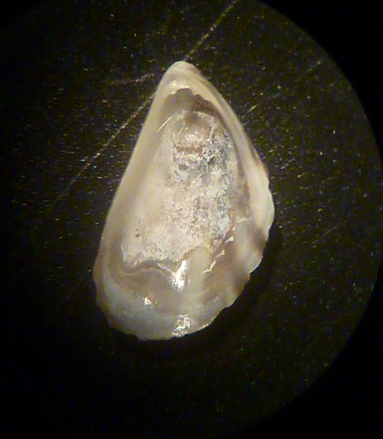 bivalve da identificare