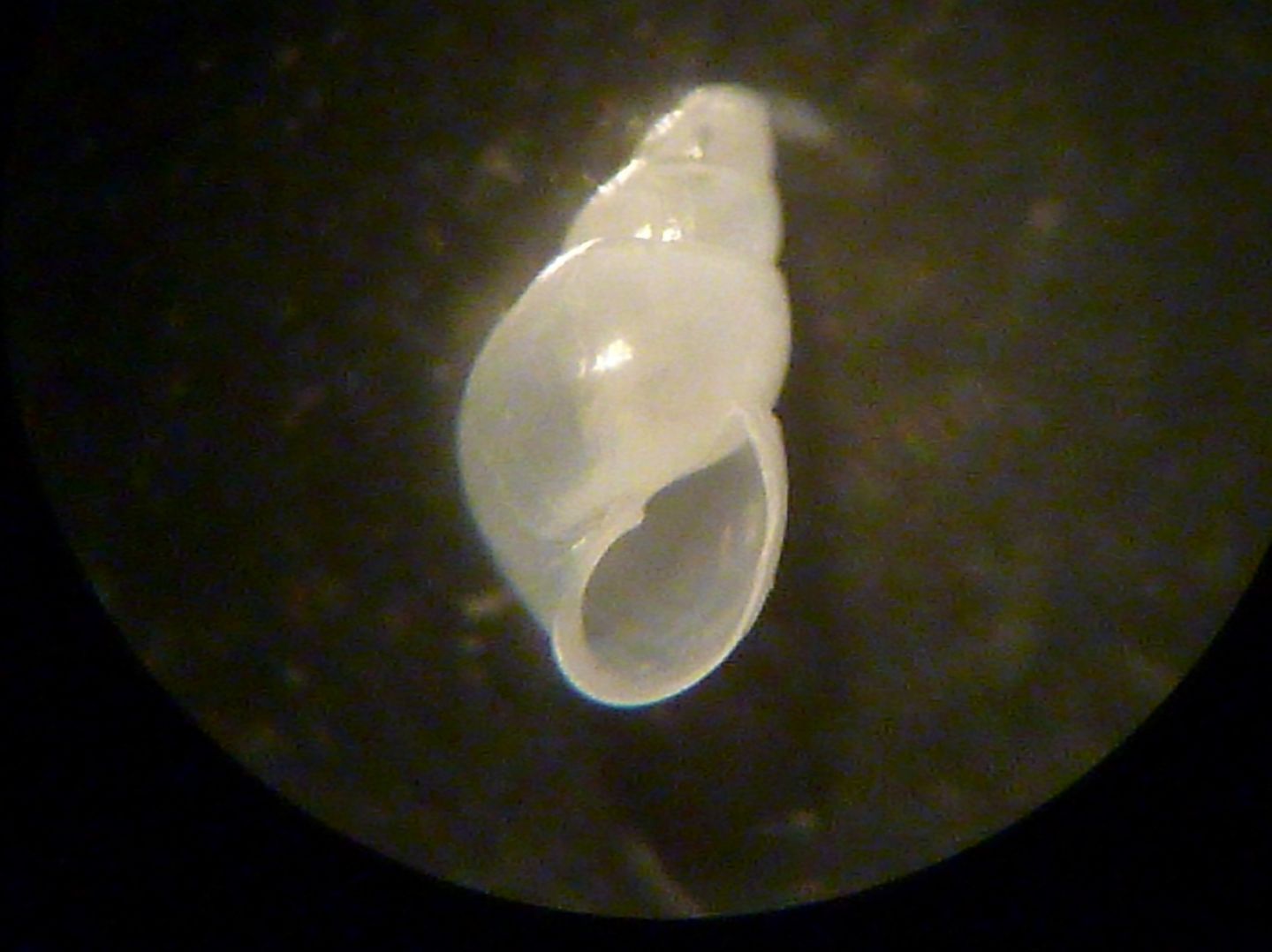 Odostomia