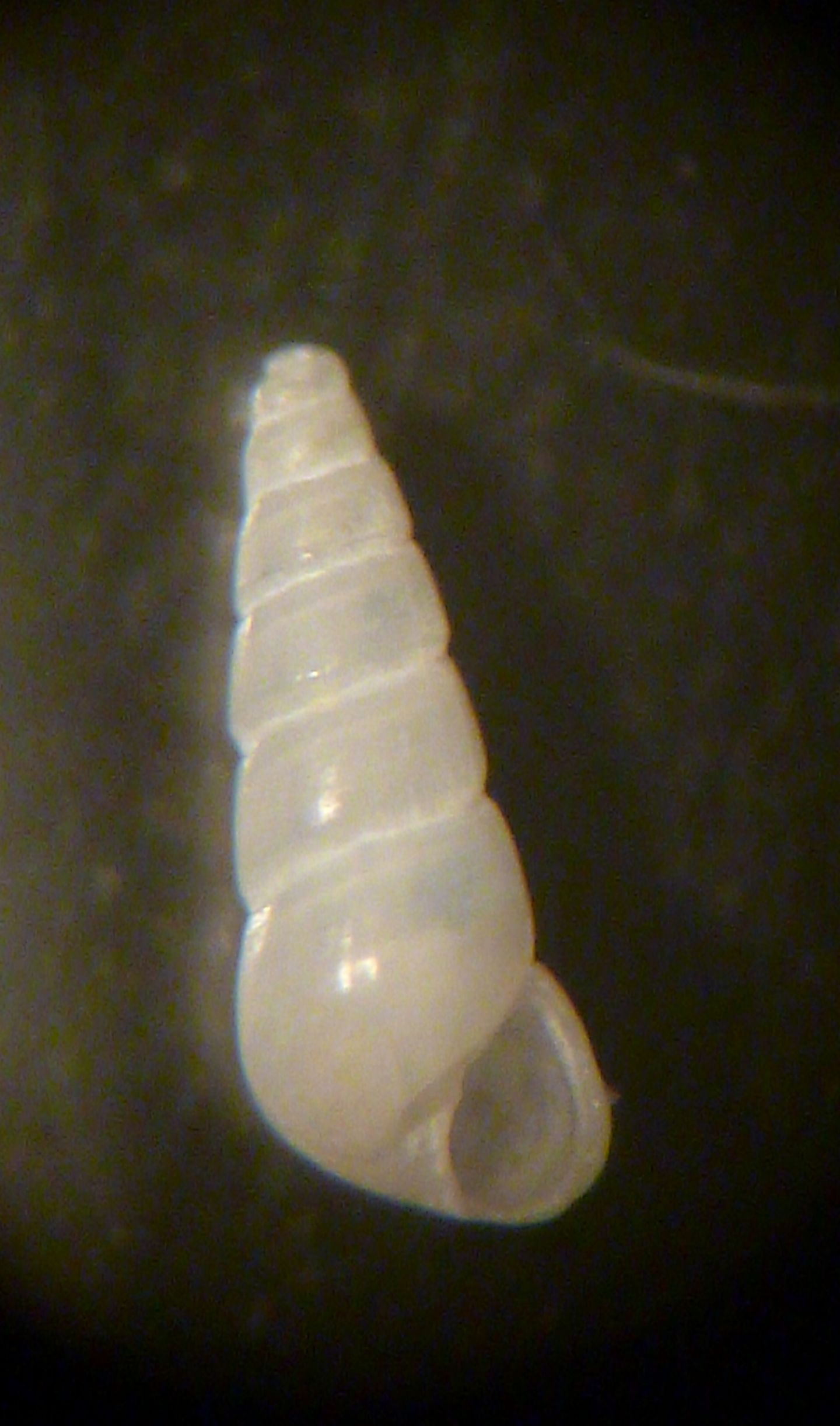 Odostomia turriculata?