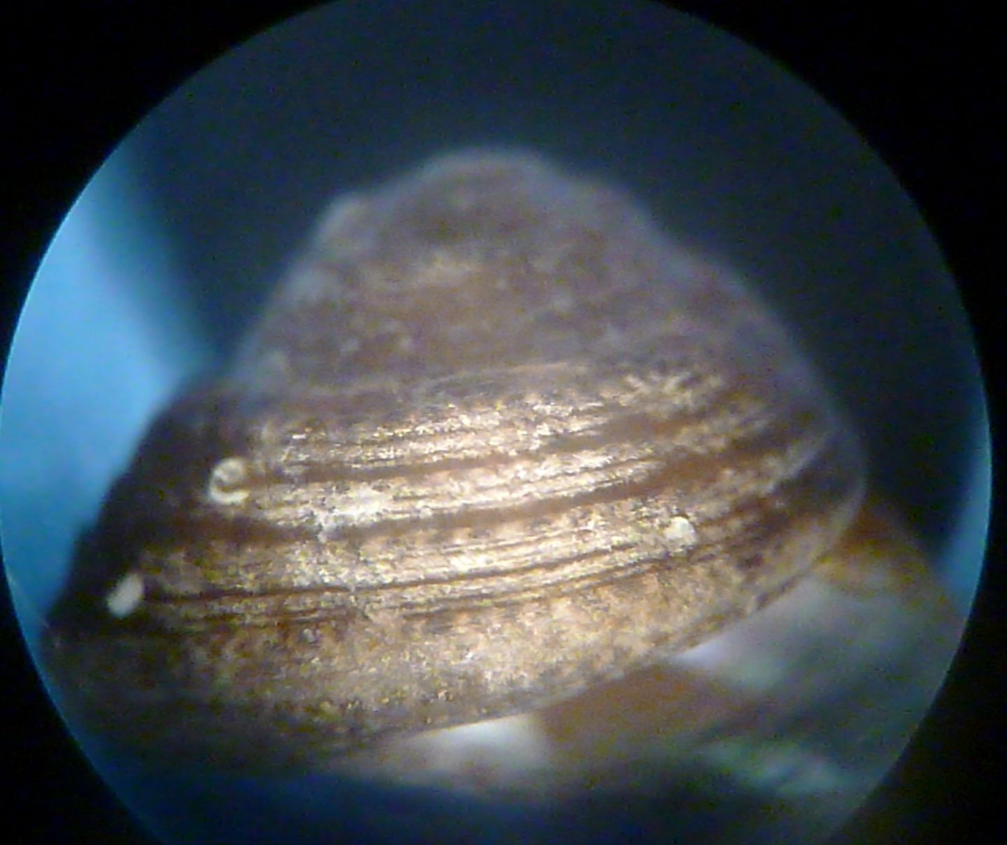 Gibbula da determinare