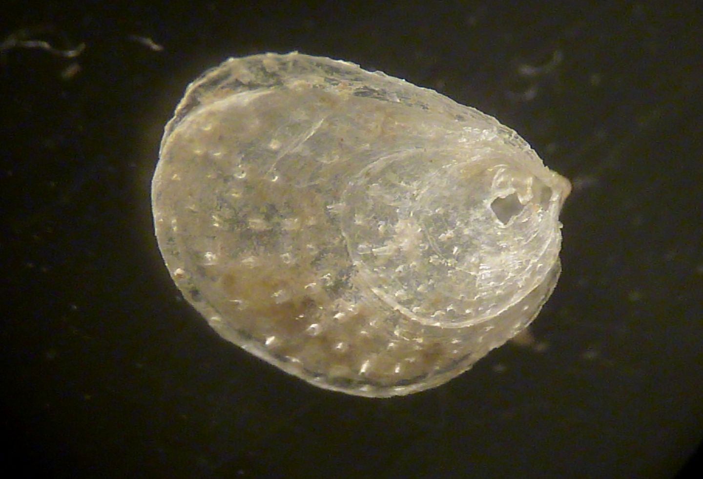 Giovane bivalve da determinare