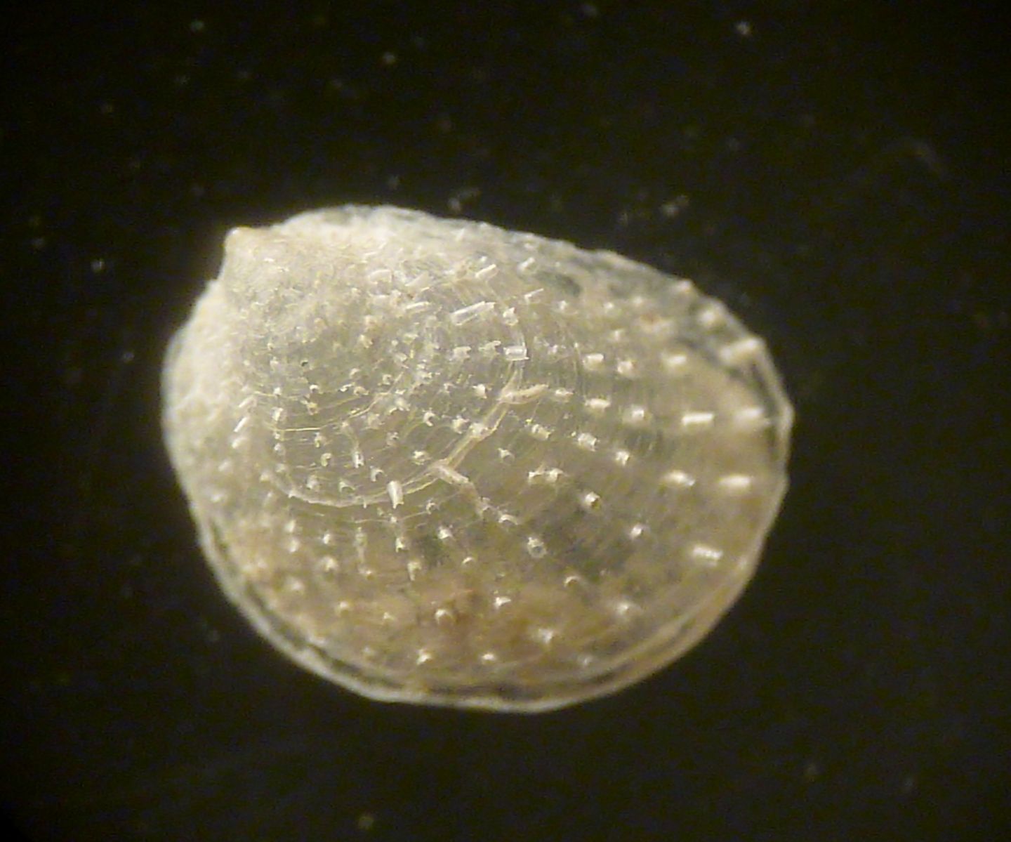 Giovane bivalve da determinare