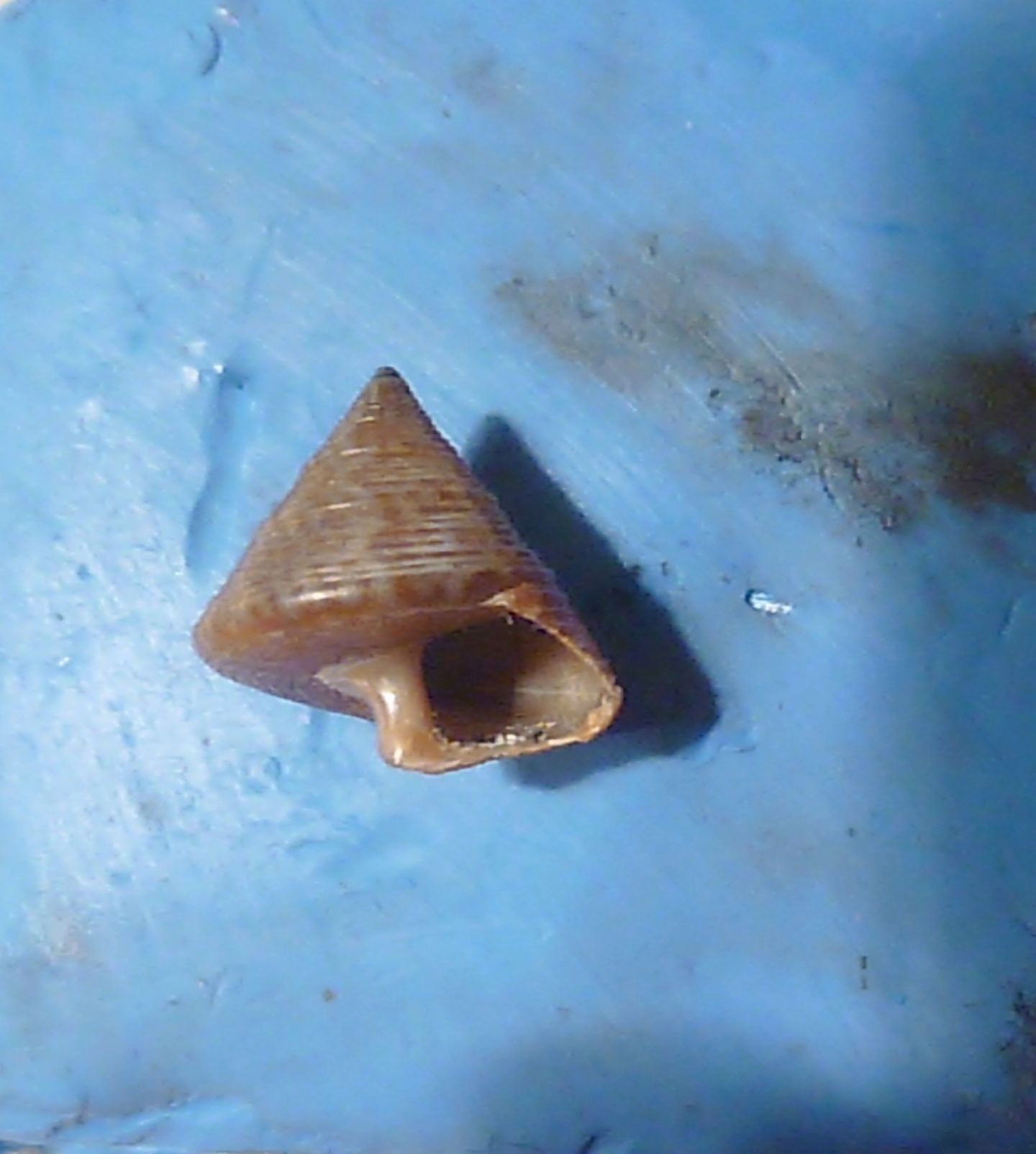 Calliostoma...veneziano