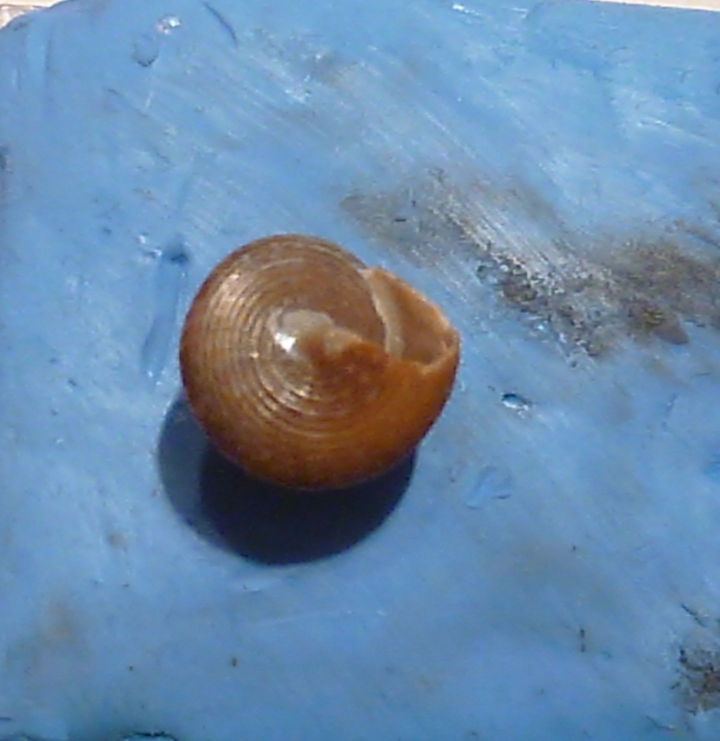 Calliostoma...veneziano