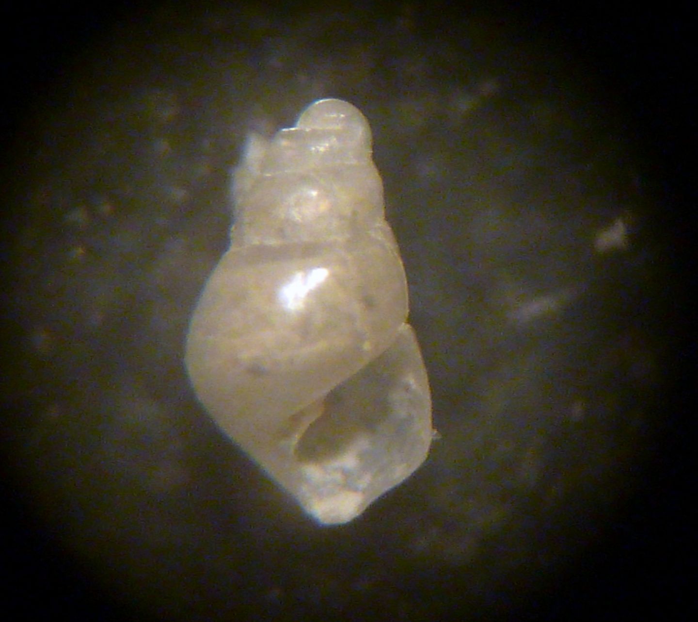 Odostomia turrita?