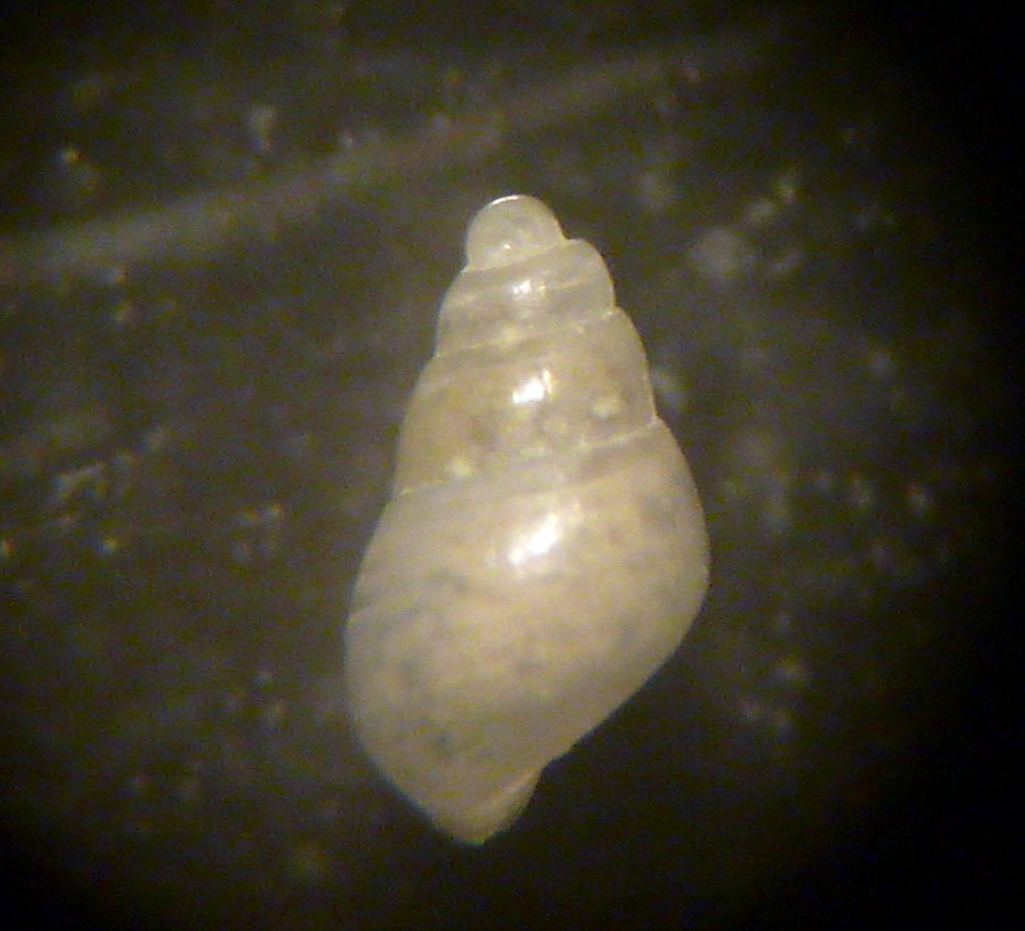 Odostomia turrita?